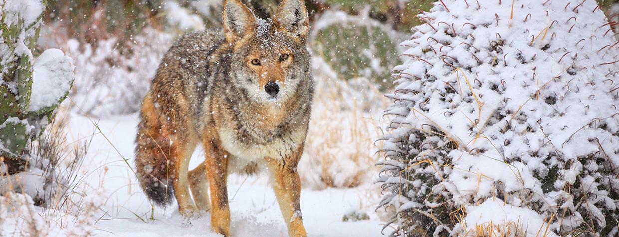 Mature coyote among snowy cactuses. By Bruce D. Taubert