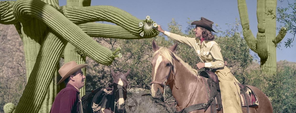 A guest at the Tucson area’s Flying V Ranch examines  a saguaro blossom during a guided horseback ride in the  mid-20th century.  Arizona Historical  Society/Restoration by Richard Jackson