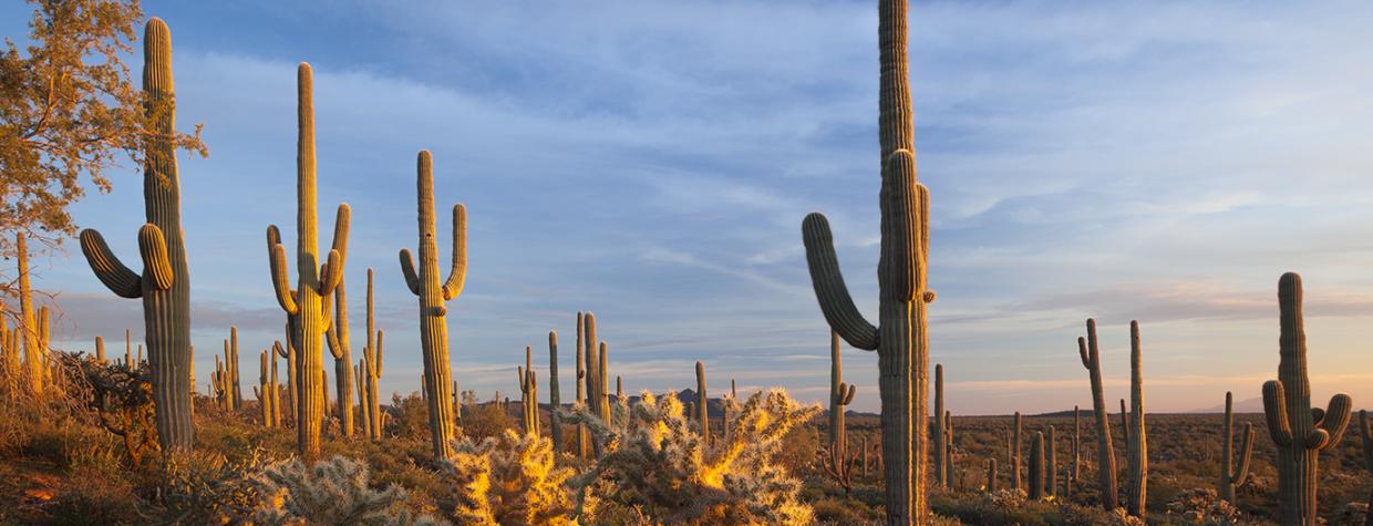 Sonoran Desert National Monument, east of Gila Bend in Southern Arizona, is home to an extensive forest of saguaros. | Paul Gill