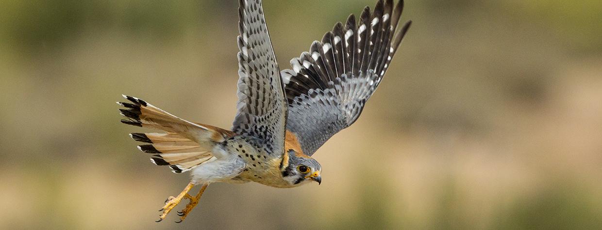 Photograph of American kestrel in flight by Bruce D. Taubert