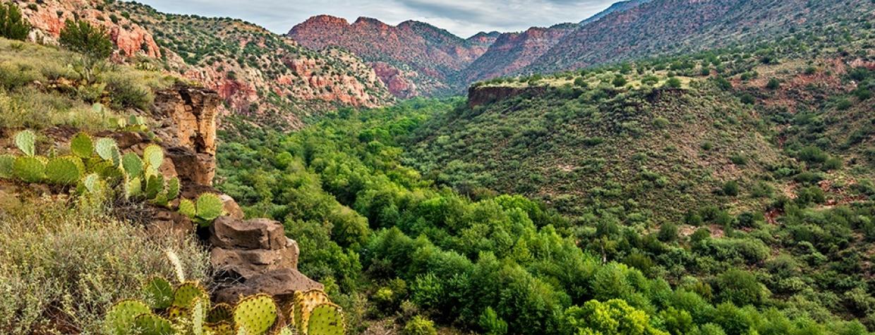 0117_packardmesatrail.jpg 0117_packardmesatrail.jpg