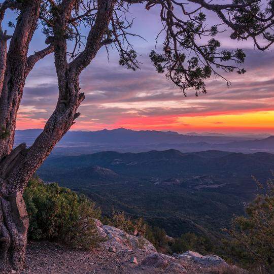A mature alligator juniper frames a view of sunset from an overlook along Thumb Butte Loop Road. Photograph by Laurence Parent.