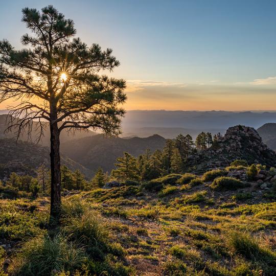 Evergreens punctuate a panorama  of the Hualapai Mountains at sunrise. By Laurence Parent