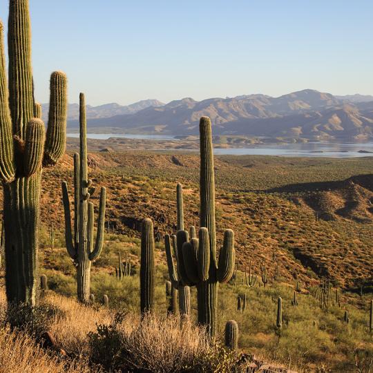 Theodore Roosevelt Lake forms a backdrop for healthy saguaro cactuses along A-Cross Road. By Eric Heaton