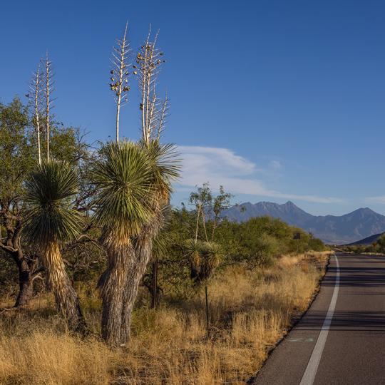 Distant mountain ranges and roadside yuccas define a view along Mission Road. By Eirini Pajak