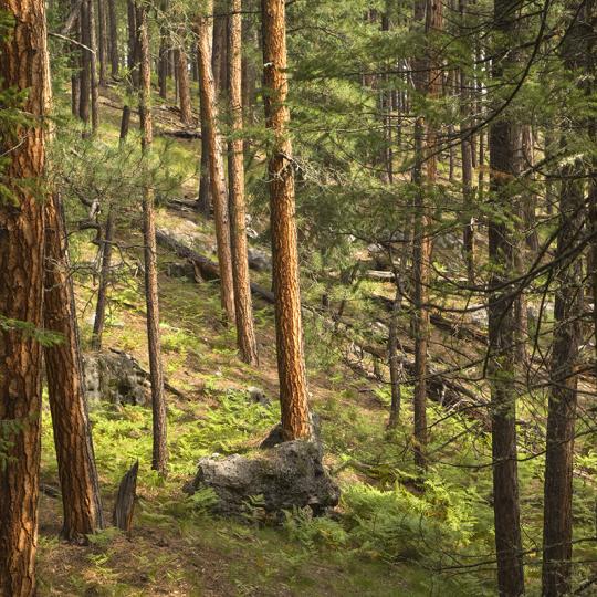 A healthy ponderosa pine forest near Aspen Springs is among the rewards for those who tackle the Houston Brothers Trail. By Tom Bean