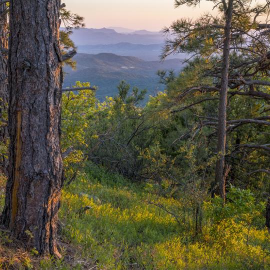 Ponderosa pine trunks flank a view to the southwest from the West Spruce Mountain Trail. By Laurence Parent