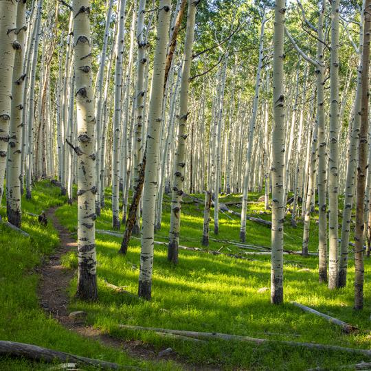 The Inner Basin Trail curls through a stand of aspens in late-afternoon light. By Joel Hazelton