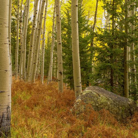 Aspens, Douglas-firs and dry foliage combine to display a range of colors along the Kachina Trail. By Shane McDermott