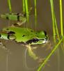 0215_treefrogs.jpg