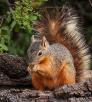 0414_chiricahuafoxsquirrels.jpg