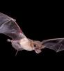 0915_mexicanfreetailbat.jpg