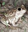 1115_spadefoottoad.jpg