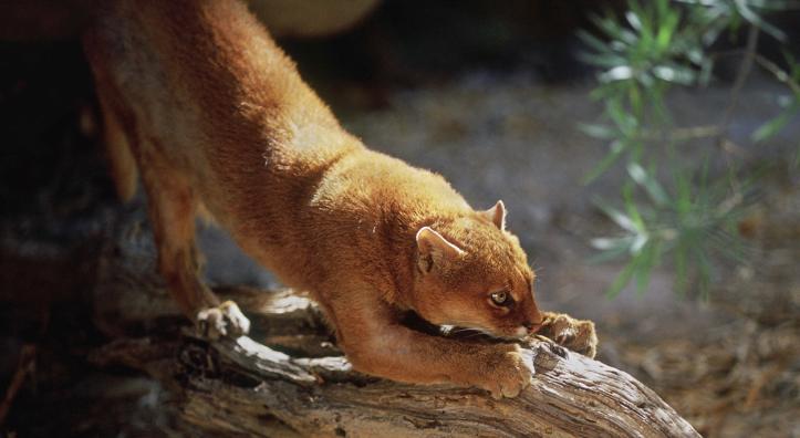 A jaguarundi perches on a tree trunk. Despite their name, jaguarundis are in the same genus as mountain lions, not jaguars. | iStock