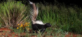 Striped skunk emerging from tall grasses at night. Photograph by Bruce D. Taubert.