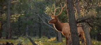 Bull elk with rim lighting in a forest clearing. Photo by Mike Buchheit.