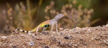 Zebra-Tailed Lizard doing "push-up" on a dirt bank. By Bruce D. Taubert