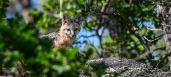 Gray fox on a rock in daytime looking through foliage. By Anne James