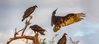 Three turkey vultures perched on a mesquite tree while a fourth lands. By Byron Nelsen