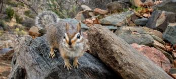 Cliff chipmunk posing on a rock and looking towards camera. By Bruce D. Taubert
