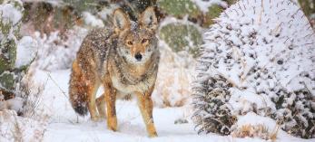 Mature coyote among snowy cactuses. By Bruce D. Taubert